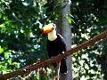 gal/holiday/Brazil 2005 - Foz do Iguacu Birds Sanctuary/_thb_Bird_Sanctuary_Iguacu_DSCF1228.jpg